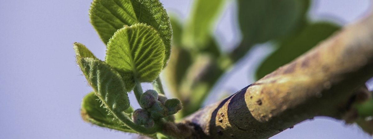 Owners Bev and Neville White own a Bay of Plenty kiwifruit orchard and understand the spraying needs of other orchardists.