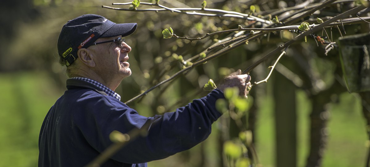 Owner/Operator, Neville White assesses vines prior to spraying.